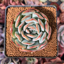 Echeveria 'Paul Shay' 2"-3” Succulent Plant