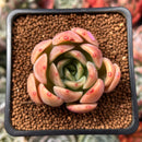 Echeveria 'Green Puff' 2" New Hybrid Succulent Plant