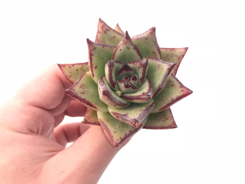 Echeveria Agavoides Mexican Maria 3” Rare Succulent Plant