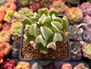 Echeveria 'Black Hawk' 2" Succulent Plant