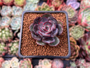 Echeveria 'Black Tan' 1" Succulent Plant