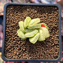Haworthia Truncata Variegated 1"-2" Succulent Plant