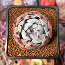 Echeveria 'White Robin' 2" Succulent Plant