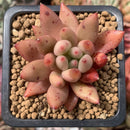 Echeveria Agavoides 'Shooting Star' 2" Succulent Plant