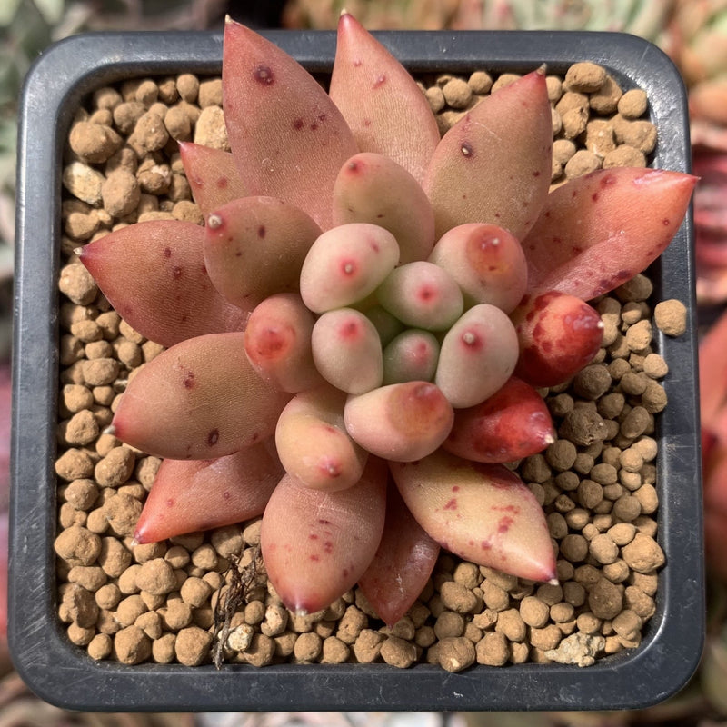 shooting star succulent plant Echeveria Agavoides 'Shooting Star' 2" Succulent Plant – True Succulents  Plant Co