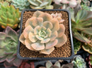 Echeveria Runyonii Variegated (Aka Echeveria 'Akaihosi' Variegated) 2" Succulent Plant