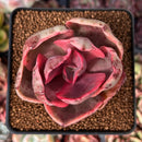 Echeveria 'Golden State' Variegated 2" Cutting Succulent Plant