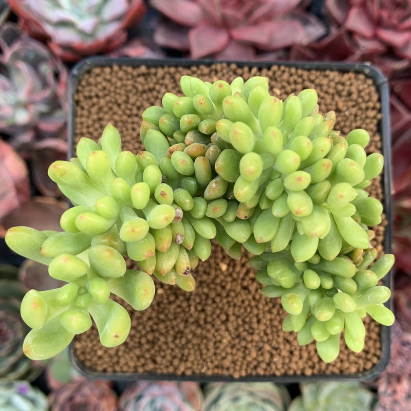 pachyphyllum succulent Sedum 'Pachyphyllum' Crested 3