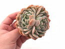 Echeveria Sp Bifurcated 4” Rare Succulent Plant