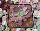 Echeveria 'Vasilisa' 2"-3" New Hybrid Succulent Plant