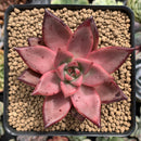 Echeveria Agavoides 'Romeo' 4" Succulent Plant