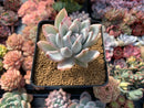 Pachyveria 'Simonasa' Variegated 3" Powdery Succulent Plant