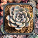 Echeveria 'Winter Flower' 2" Succulent Plant
