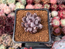 Echeveria 'Unguiculata' 1" Succulent Plant