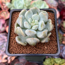 Echeveria 'Cream Puff' 2" Succulent Plant
