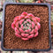 Echeveria 'Sarahime' Hybrid 2" New Hybrid Succulent Plant