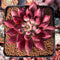 Pachyphytum 'Yeonji' Hybrid 2"-3" Succulent Plant