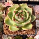 Echeveria Agavoides 'Blue Dragon' 2"-3" Succulent Plant