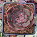 Echeveria 'Renoir' 2"-3" Succulent Plant