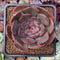 Echeveria 'Renoir' 2"-3" Succulent Plant