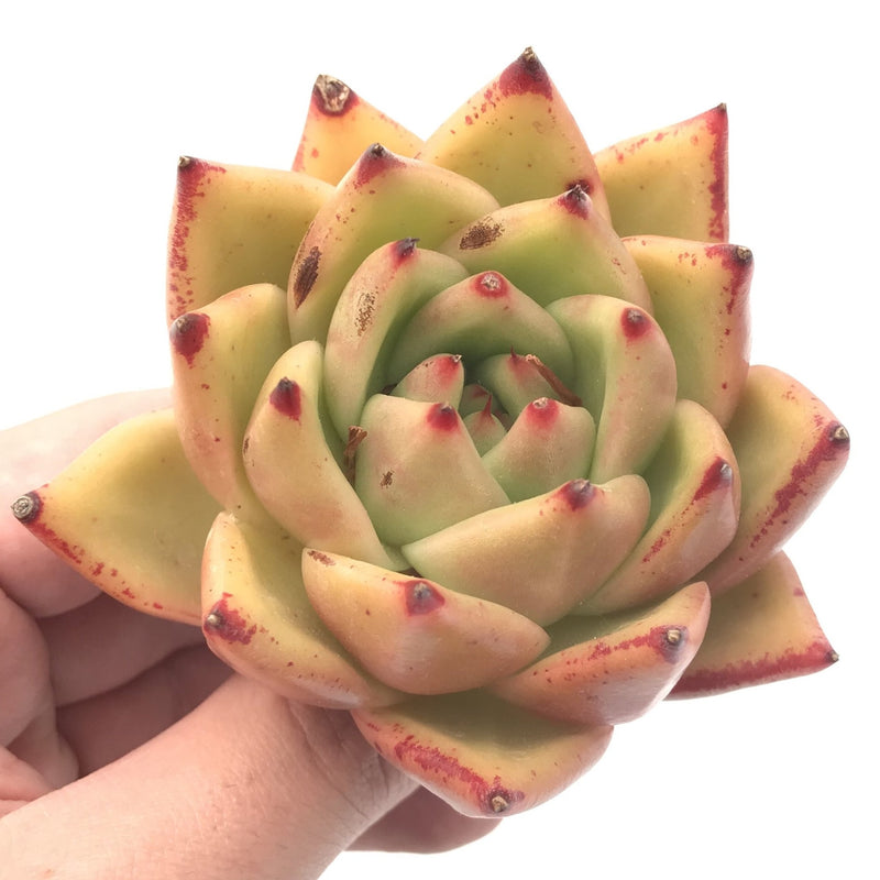 Echeveria Agavoides ‘Ebony' Hybrid 3” Rare Succulent Plant
