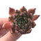 Echeveria Agavoides Sarabony 2” Rare Succulent Plant