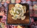 Echeveria Runyonii Variegated (Aka Echeveria 'Akaihosi' Variegated) 2" Succulent Plant