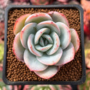 Echeveria 'Brinks Blue' 2" Powdery Succulent Plant