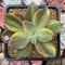 Graptoveria 'Fred Ives' Variegated 3" Succulent Plant