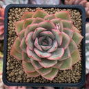 Echeveria 'Egeria'  3" Succulent Plant