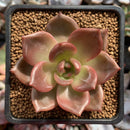 Echeveria Agavoides 'Baekya' 2" Succulent Plant