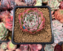 Echeveria 'Morikone' 1"-2" Succulent Plant