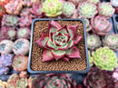 Echeveria Agavoides 'Hongbyul' 1"-2" New Hybrid Succulent Plant