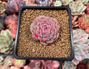 Echeveria 'Hongil' 2" Succulent Plant