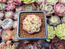Echeveria 'Amethyst' 1" Succulent Plant