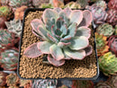 Echeveria 'Holwayi' Variegated 3"-4" Succulent Plant