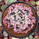 Echeveria 'Cleopatra' 4" Succulent Plant