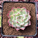 Echeveria 'Pink Crystal' 2" Succulent Plant