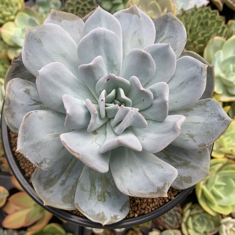 queen succulent Echeveria 'Manner Queen' (Not Echeveria Exotic) 5" Large Powdery Succulent Plant