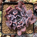 Echeveria 'Trumpet Pinky' 3" Succulent Plant