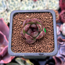 Echeveria 'Black Tiger' 1" Succulent Plant