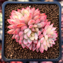 Echeveria 'Mebina' Variegated 2" Cluster Succulent Plant