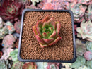 Echeveria Agavoides Hybrid 1"-2" Succulent Plant