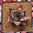 Echeveria Agavoides 'Ebony' Superclone 2" Succulent Plant