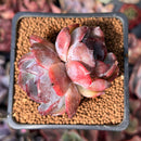 Echeveria 'Dark Opal' 2" Cluster Succulent Plant