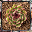 Echeveria Agavoides 'Black Queen' 2"-3" Succulent Plant