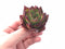 Echeveria Agavoides Ebony 2” Rare Succulent Plant