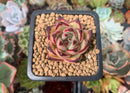Echeveria Agavoides 'Bordeaux' 1" New Hybrid Succulent Plant