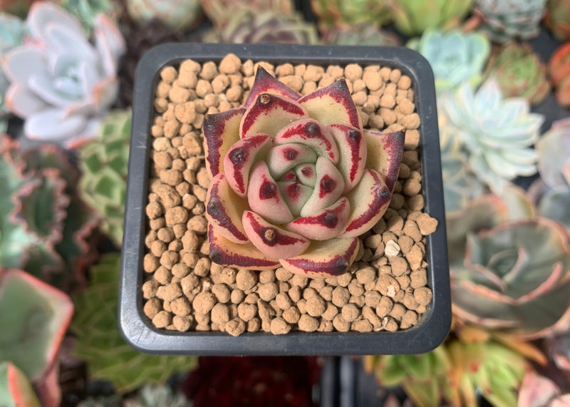 beheaded succulent Echeveria Agavoides 'Bordeaux' 1" New Hybrid Succulent Plant – True Succulents Plant Co