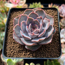 Echeveria 'White Kisses' 2" Succulent Plant